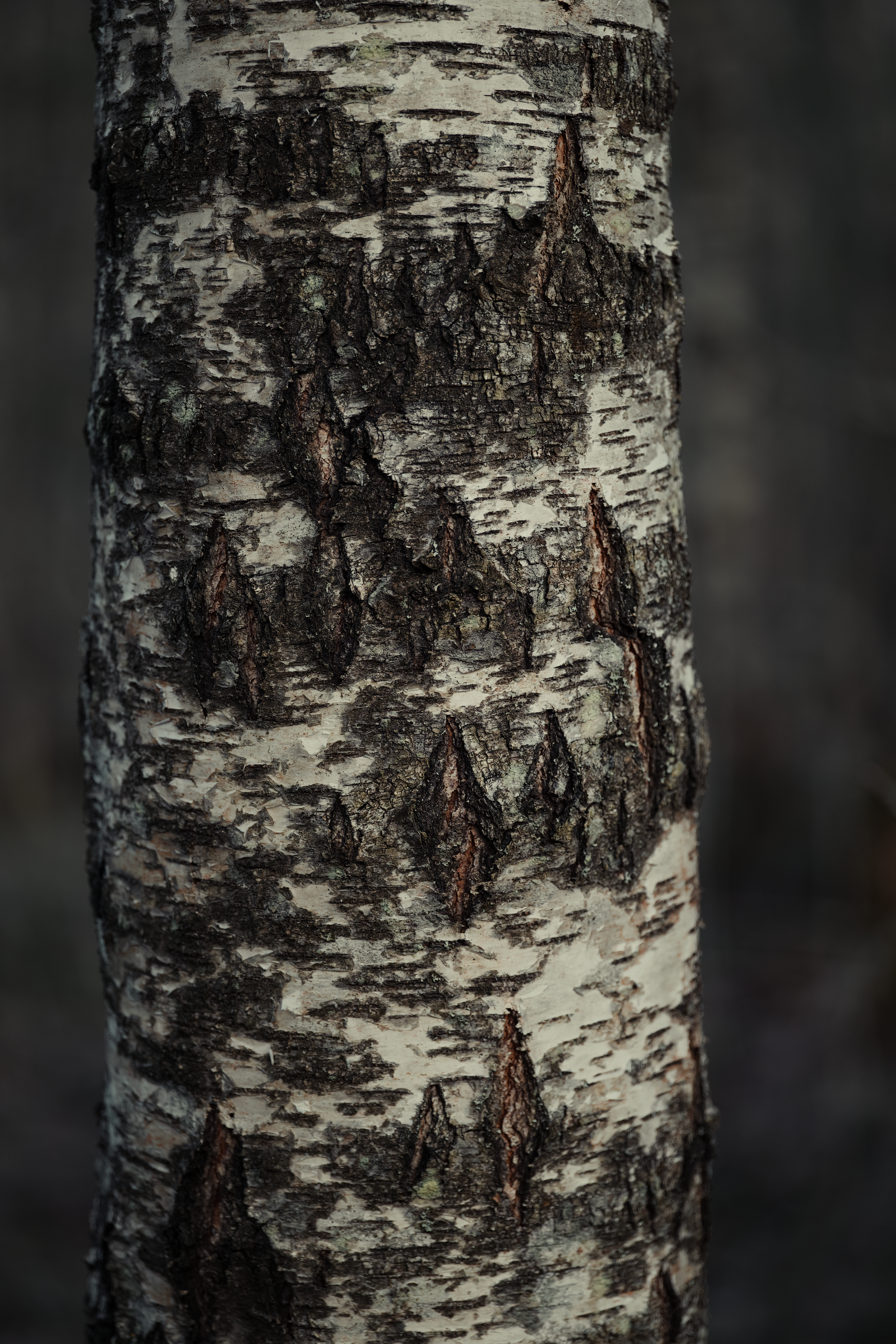 Birch Bark Biting