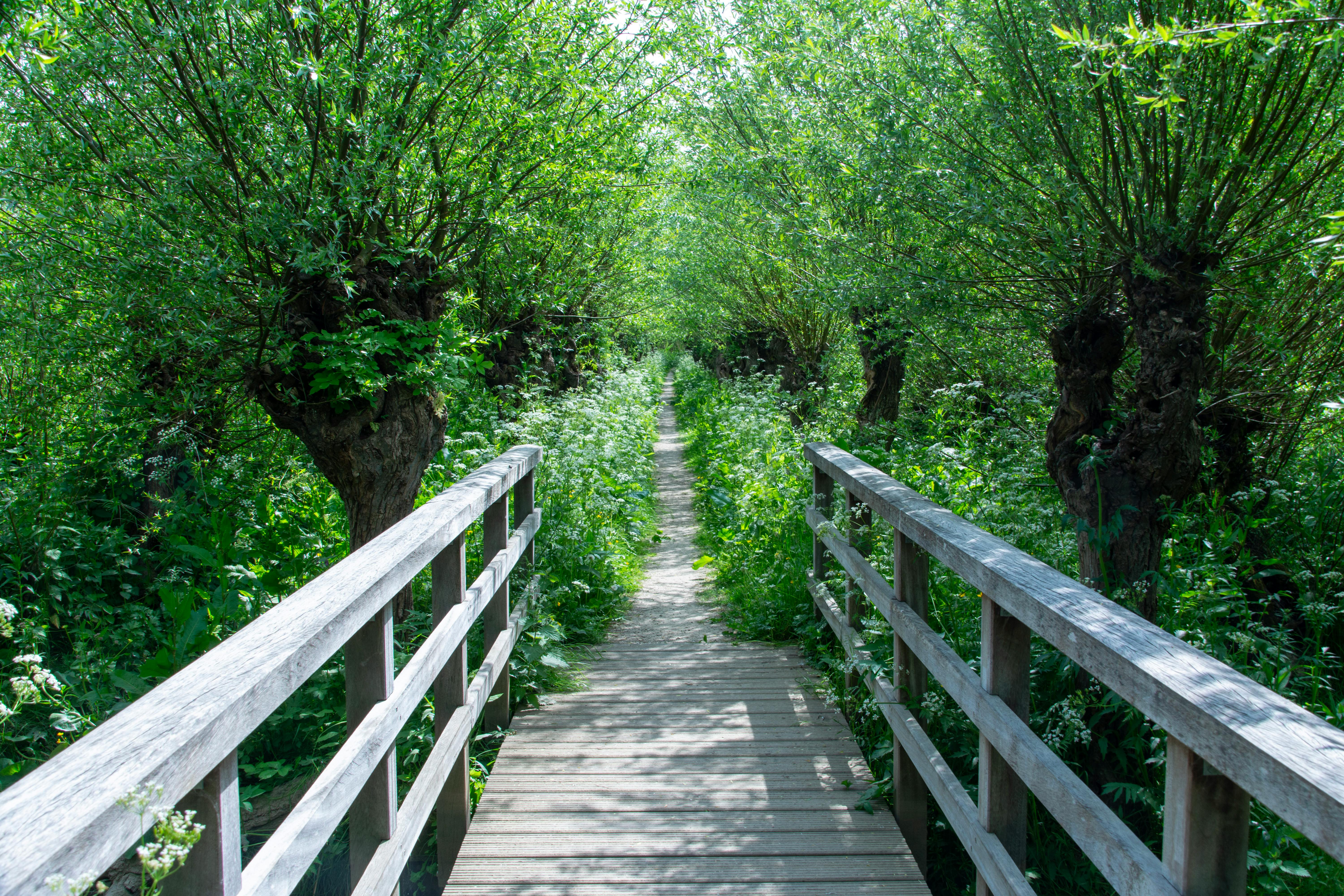 A serene wooden bridge leads through a lush willow forest, inviting exploration and tranquility.