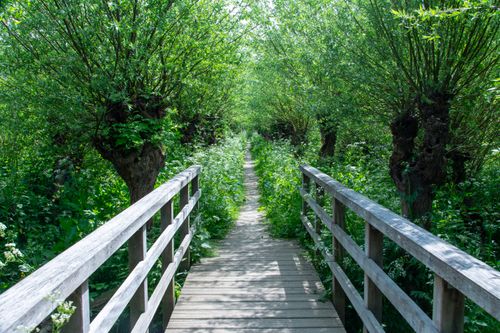 Free A serene wooden bridge leads through a lush willow forest, inviting exploration and tranquility. Stock Photo
