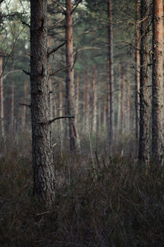 A tranquil view of a pine forest with tall trees and thick undergrowth.