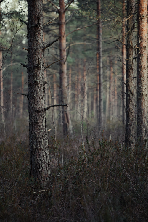 Free A tranquil view of a pine forest with tall trees and thick undergrowth. Stock Photo