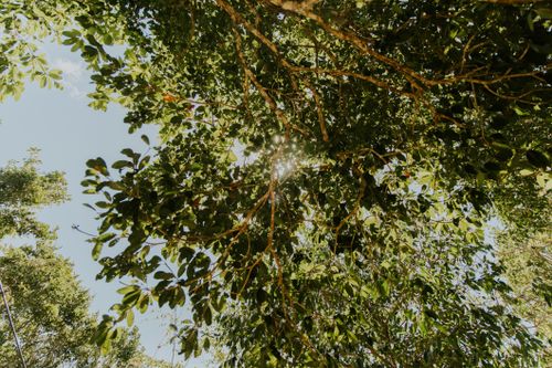 Free A serene view of sunlight peeking through dense green tree branches. Stock Photo
