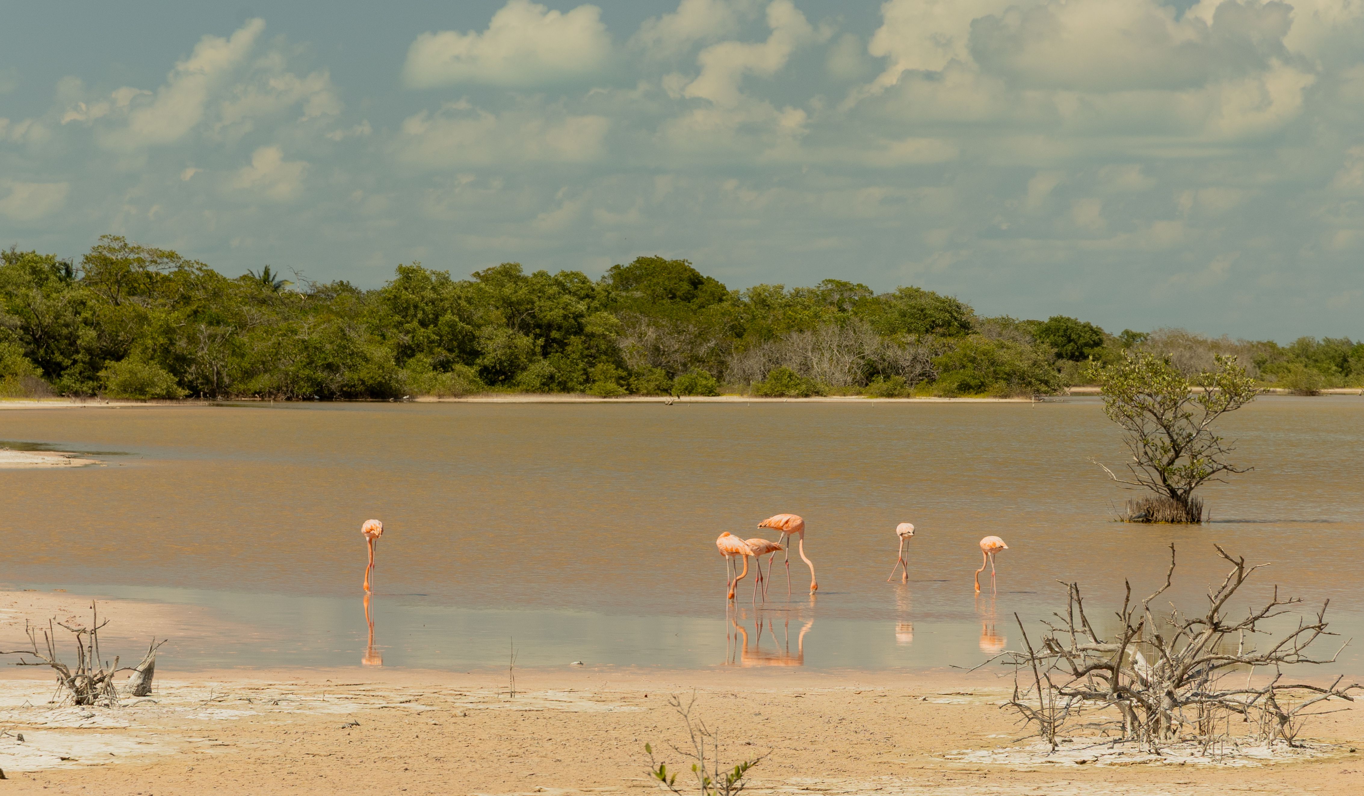 Pink flamingos wading in the tranquil waters of Tulum's natural wetlands under a bright sky.