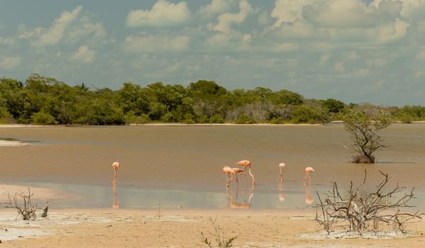 Pink flamingos wading in the tranquil waters of Tulum's natural wetlands under a bright sky.