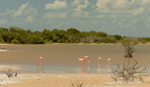 Free Pink flamingos wading in the tranquil waters of Tulum's natural wetlands under a bright sky. Stock Photo