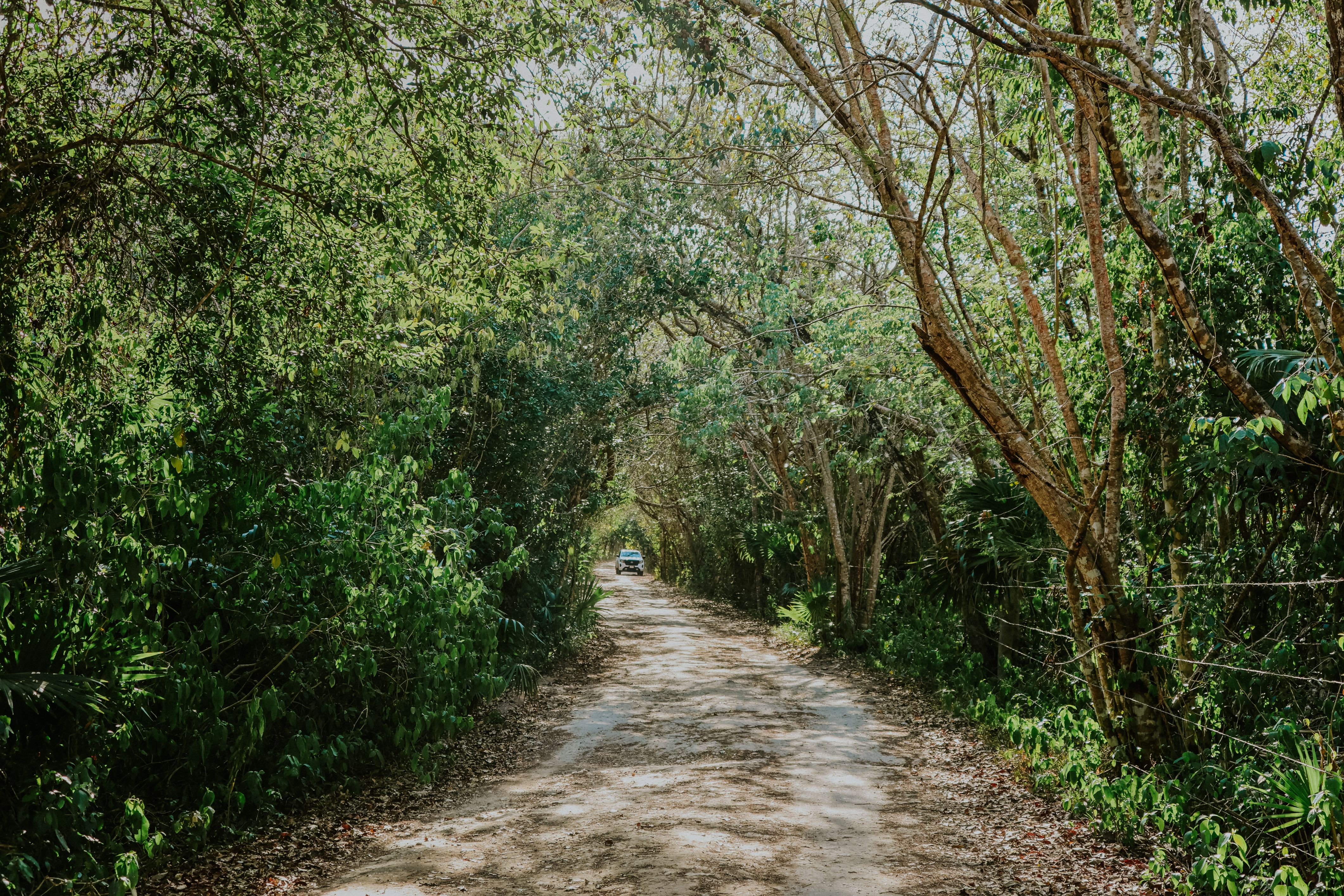 A serene dirt road meanders through a lush forest with sunlight filtering through the canopy.