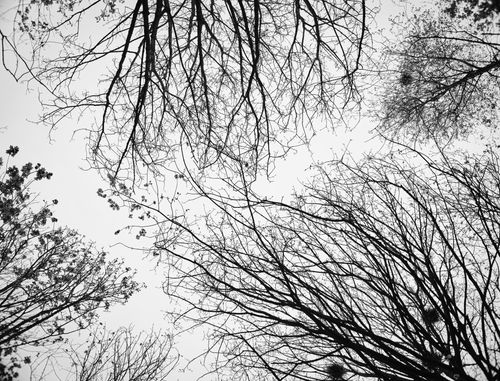 Free Dramatic black and white photo of bare tree branches silhouetted against the winter sky. Stock Photo