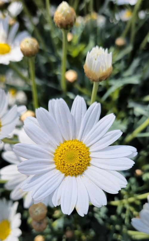 Free Vibrant close-up of white daisies with yellow centers in a garden setting, symbolizing spring. Stock Photo