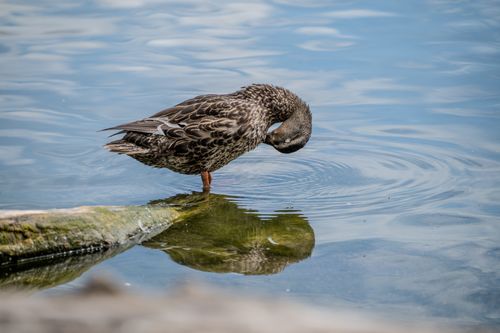 Free A duck preens its feathers, reflecting over calm waters on a sunny day. Stock Photo