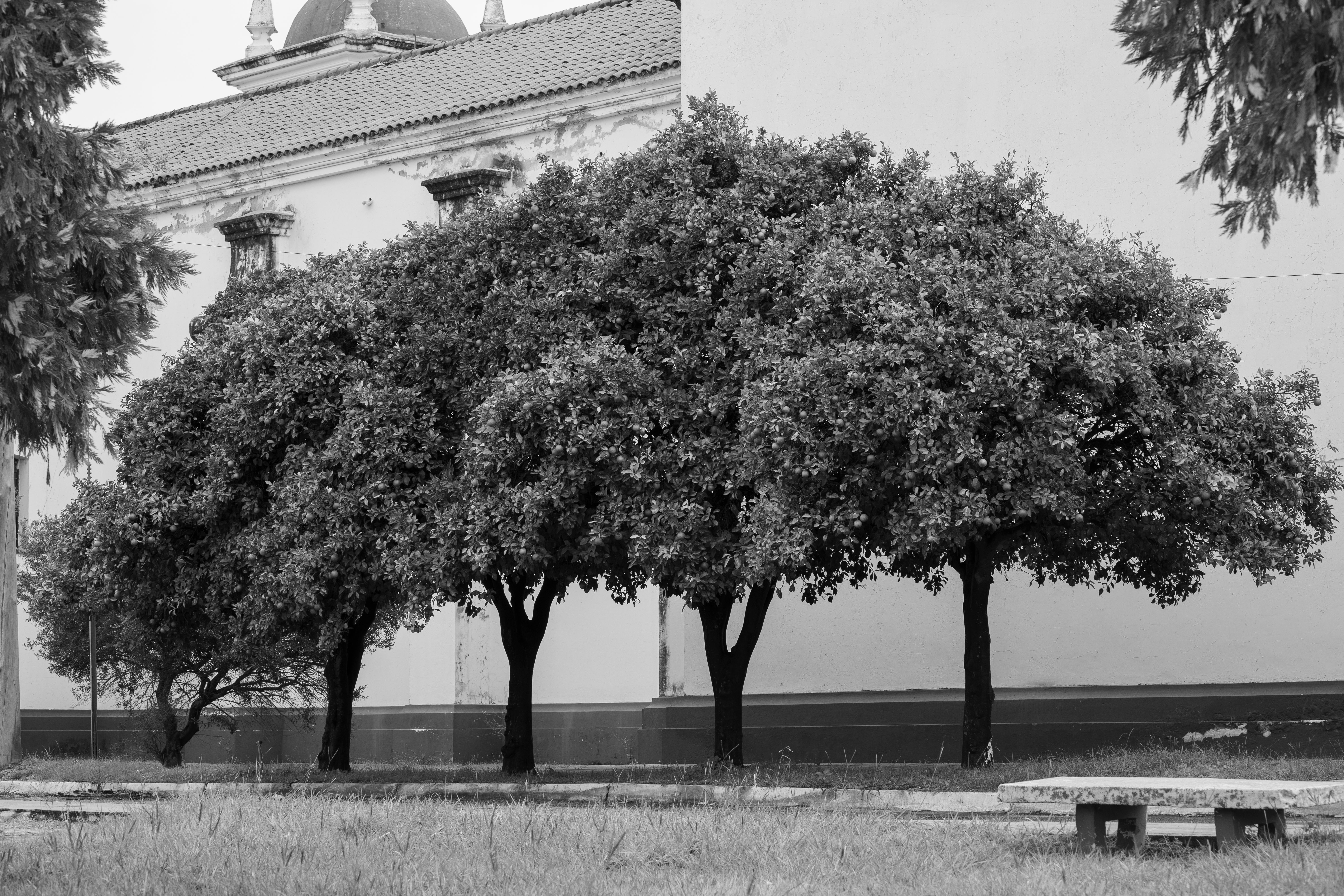 Colonial Church and Trees in Córdoba, Argentina · Free Stock Photo