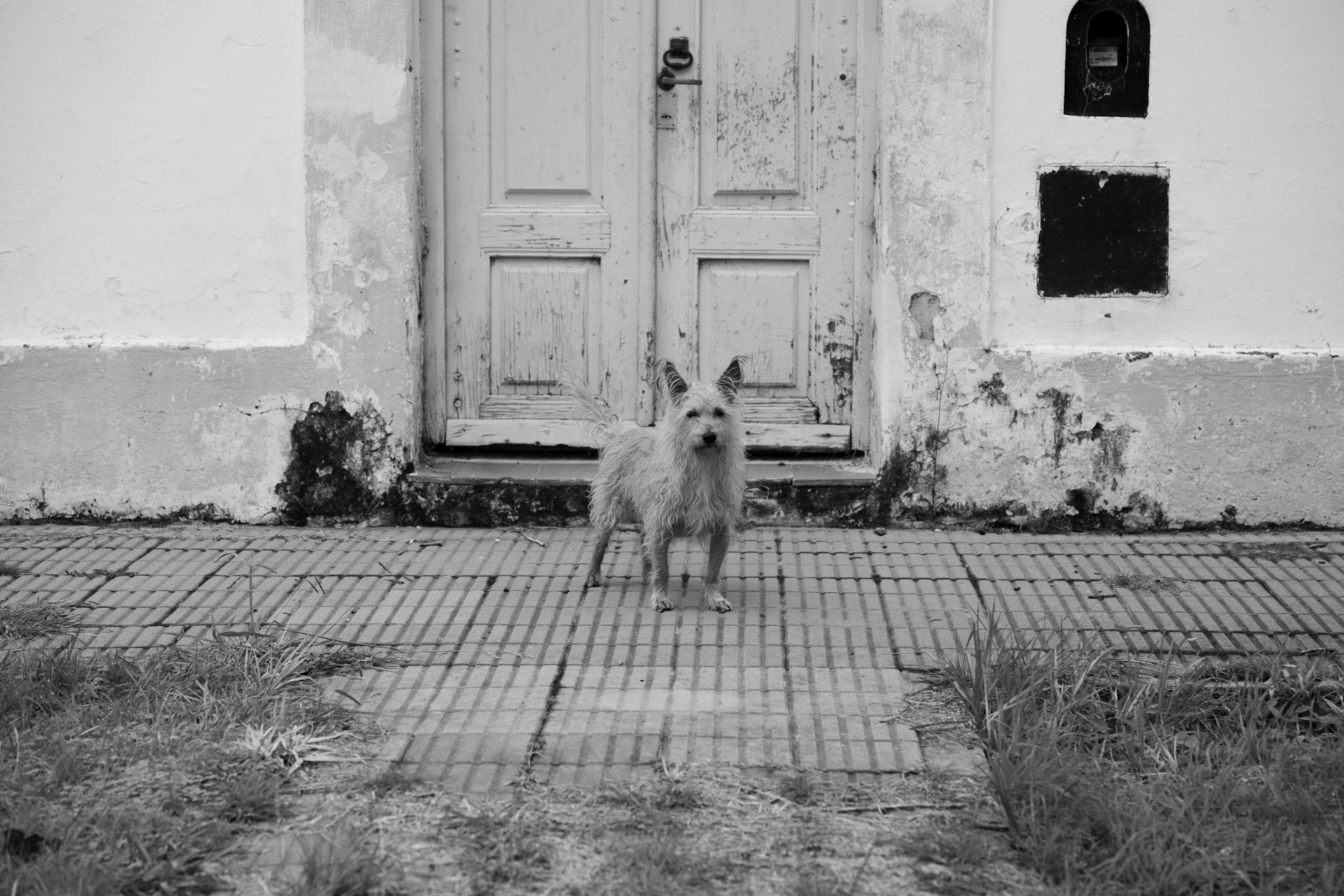 A scruffy dog stands on a tranquil street in Córdoba, Argentina.