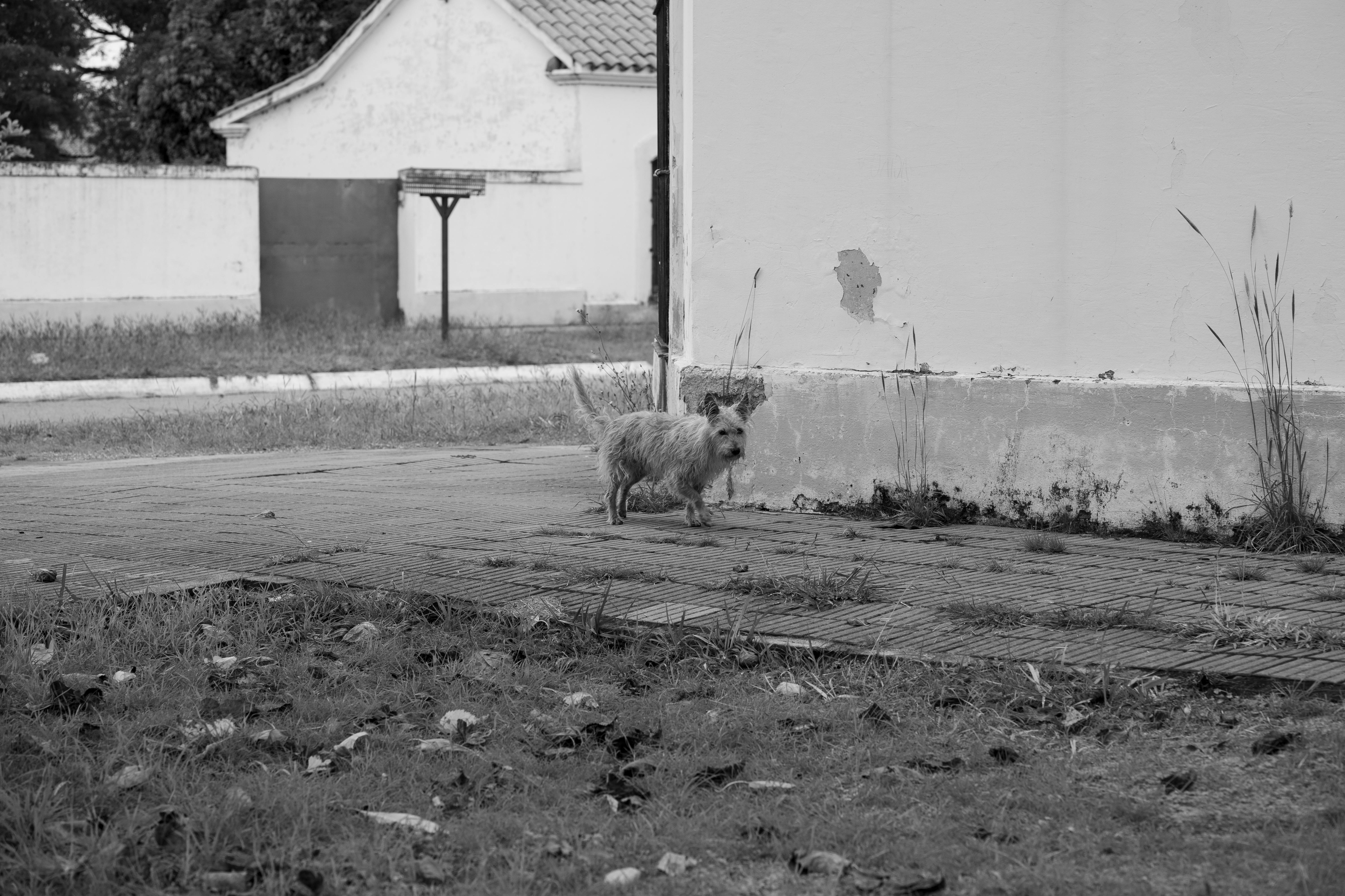 Dog Barking At Empty Corner