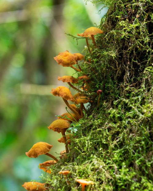 Free Close-up of orange mushrooms on mossy tree in Costa Rica's lush rainforest. Stock Photo