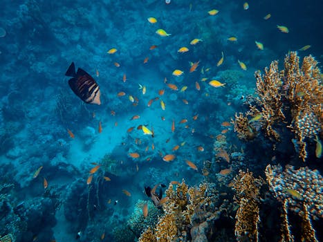 Explore the vivid underwater world of a coral reef teeming with colorful fish and marine biodiversity.