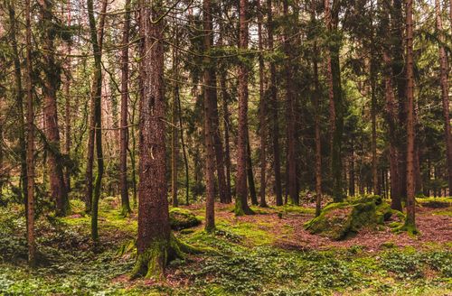 Free Peaceful woodland scenery featuring tall trees and lush moss-covered ground. Stock Photo