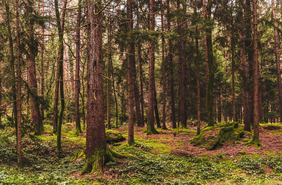 Serene Forest Landscape with Mossy Ground · Free Stock Photo