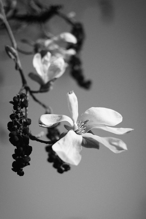 Free Artistic black and white photo depicting a magnolia blossom in detailed close-up. Stock Photo