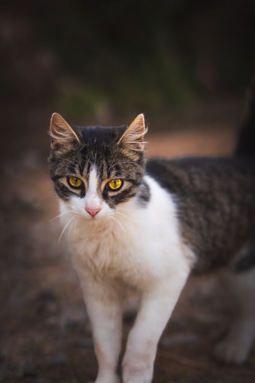 Free A close-up portrait of a curious gray and white cat outdoors during the day. Stock Photo