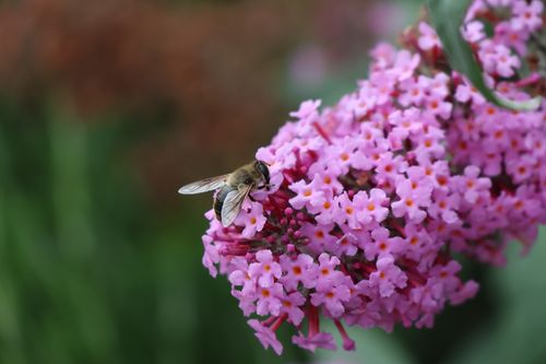 Free Close-up of a bee on vibrant pink butterfly bush flowers in a lush garden setting. Stock Photo