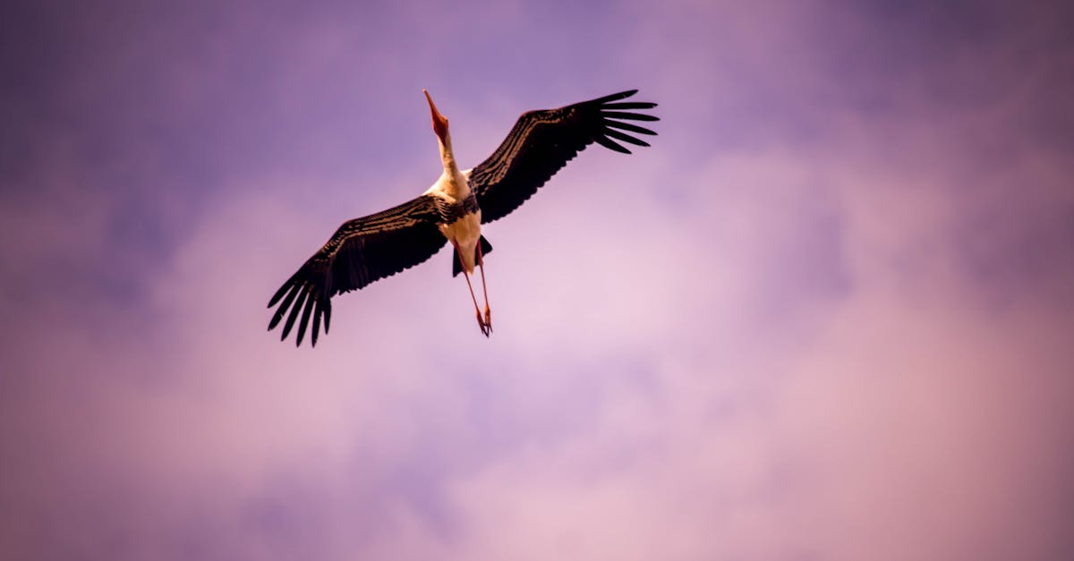Free stock photo of bird, cloudy, flying