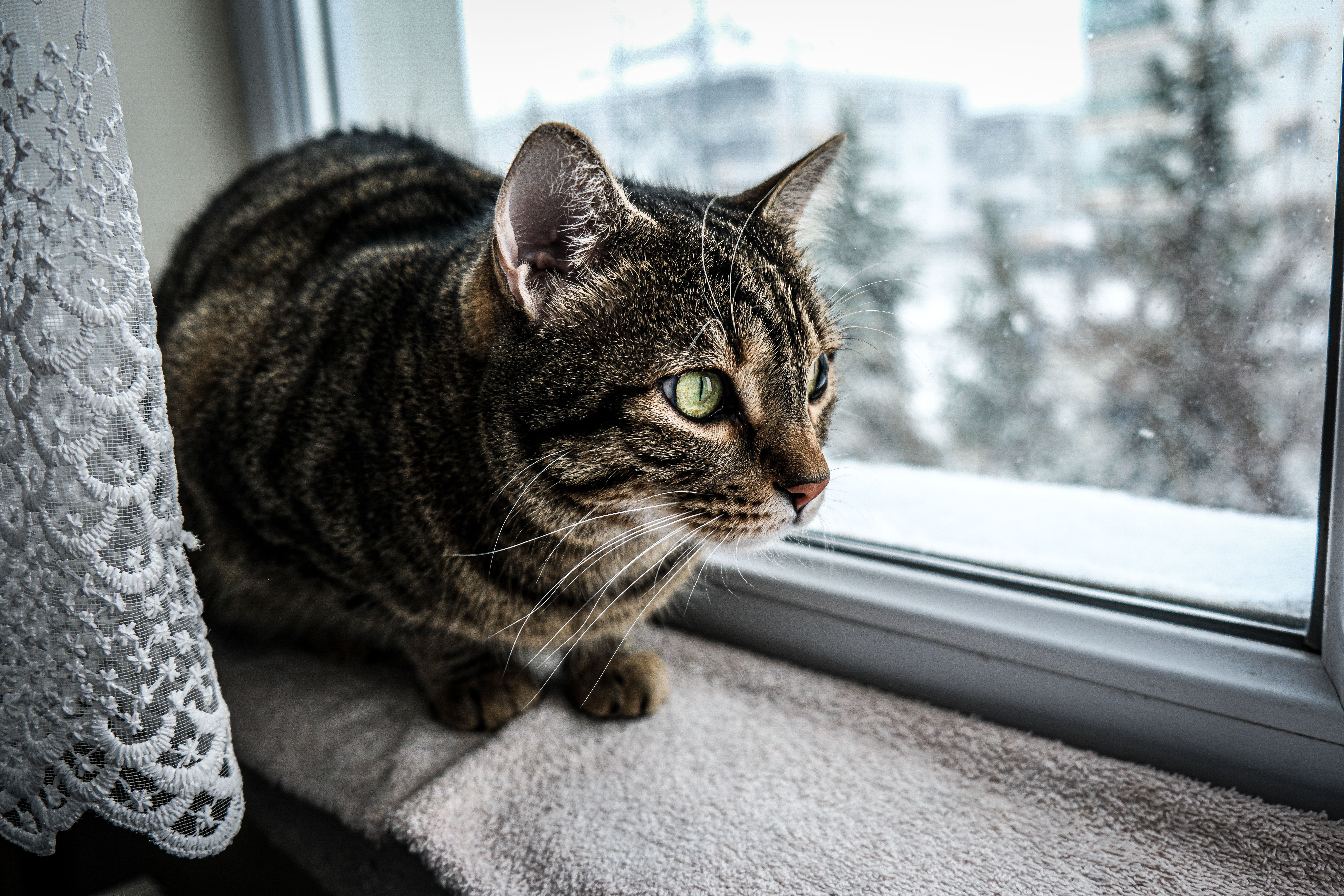Brown tabby cat crouched on a towel-covered windowsill beside a lace curtain, looking out at snowy trees