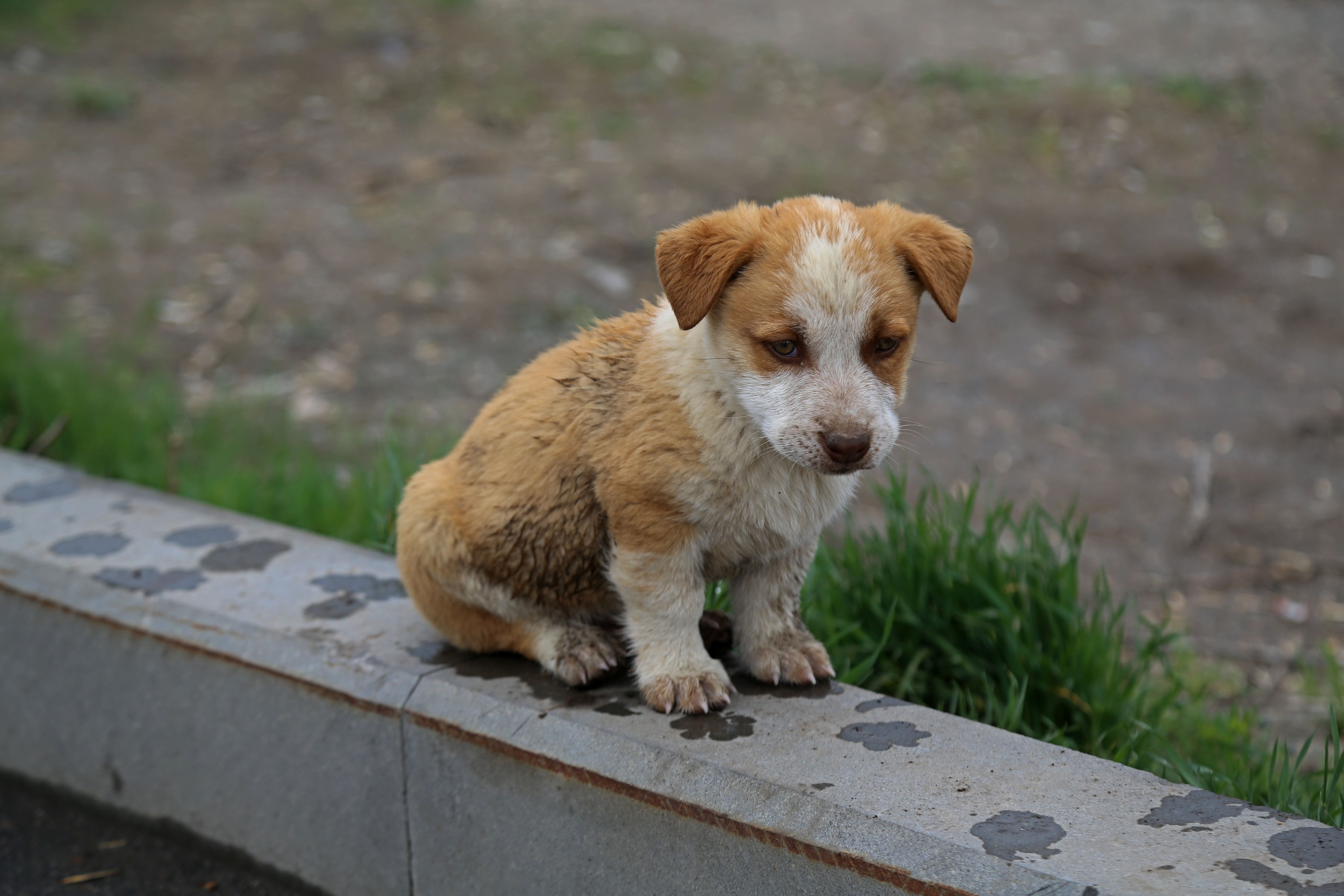 Adorable Brown and White Puppy Sitting Outdoors · Free Stock Photo