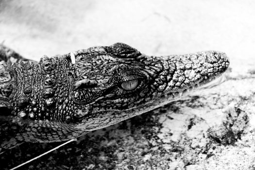 A detailed black and white image of a crocodile's face in a calm position.