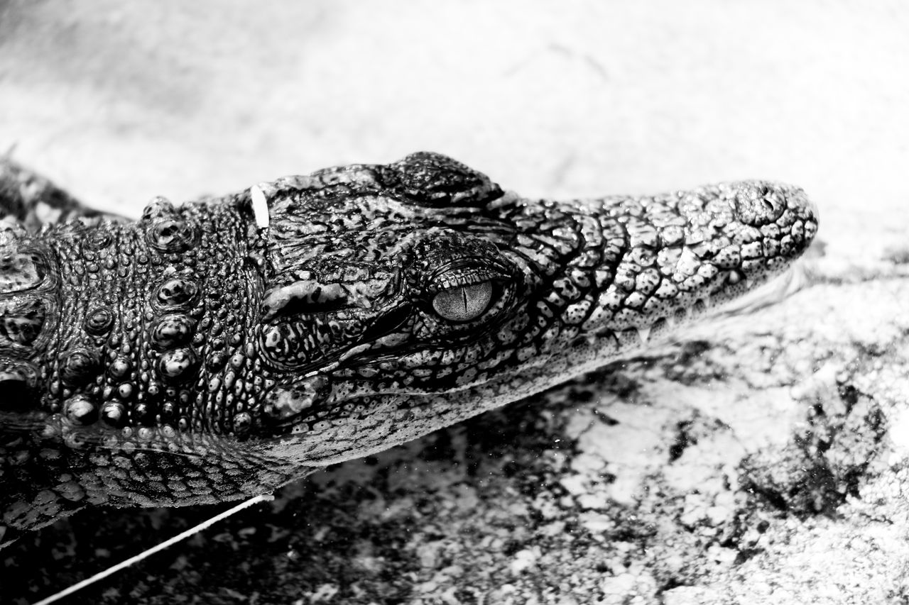 a detailed black and white image of a crocodile s face in a calm posit