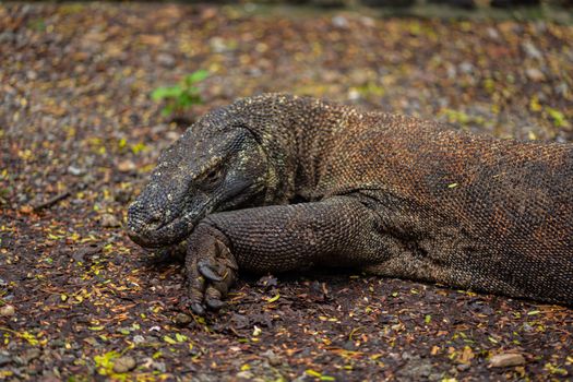Close-up of a Komodo dragon on a forest floor in Nusa Tenggara Timur, Indonesia.