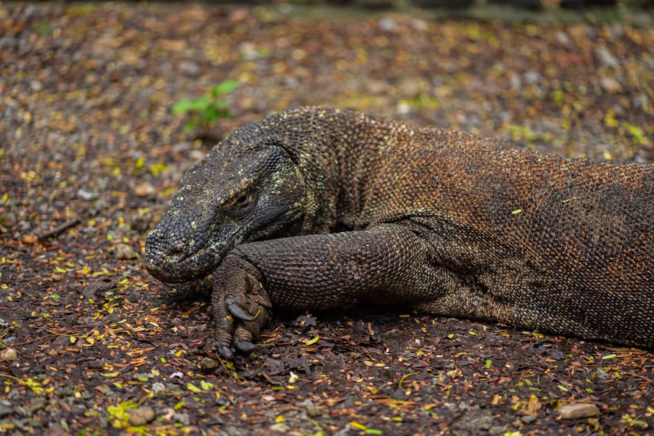 Close-up of a Komodo dragon on a forest floor in Nusa Tenggara Timur, Indonesia.