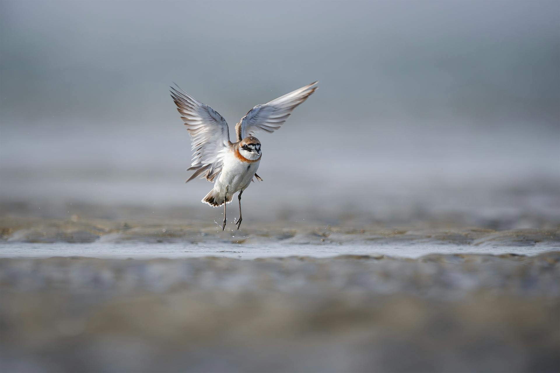 A graceful plover takes flight over serene wetlands with spreading wings.