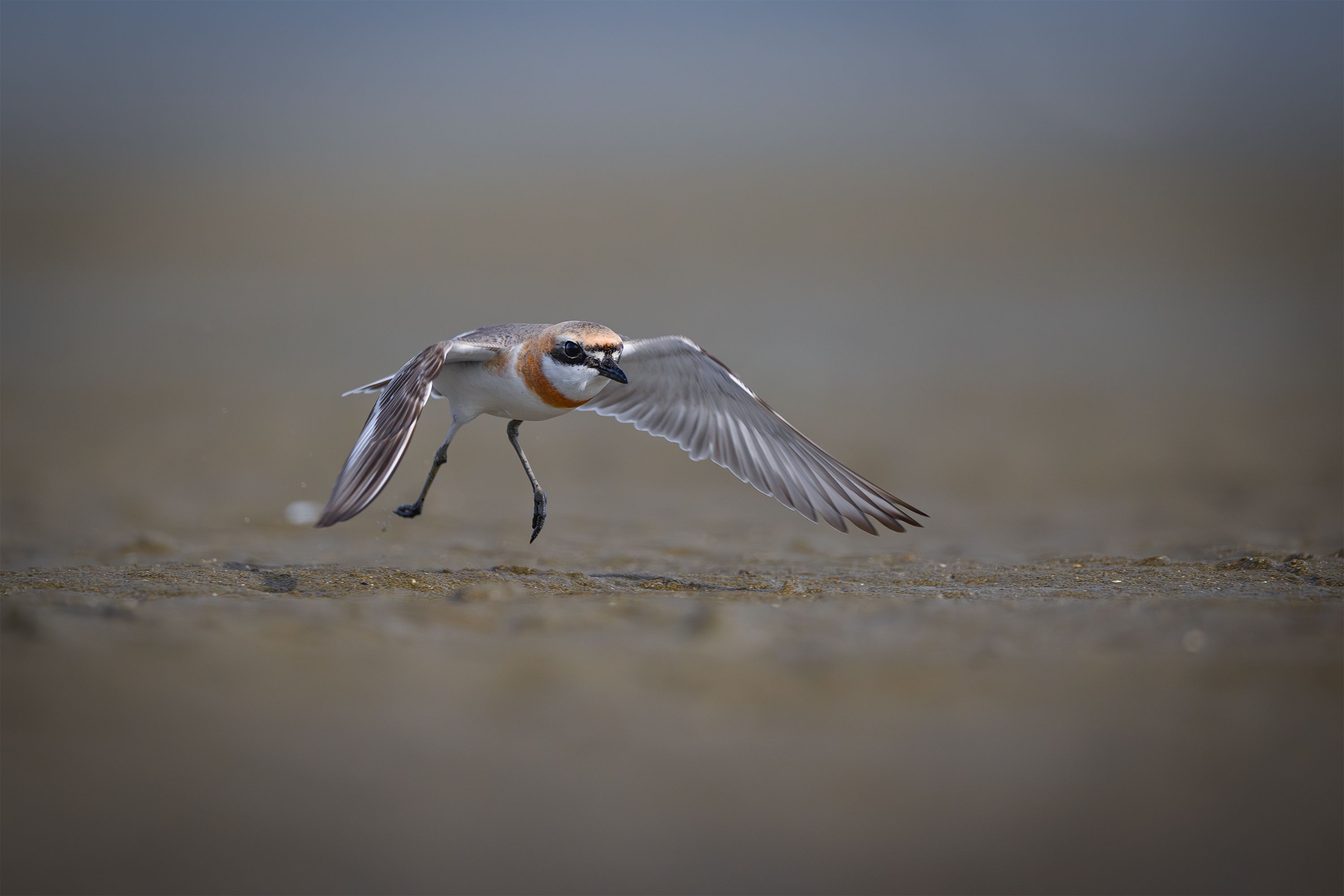 Dynamic Capture of a Sand Plover in Flight · Free Stock Photo