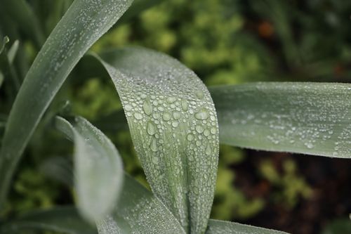 Free Macro shot of fresh green leaves with dew droplets, showcasing natural beauty. Stock Photo