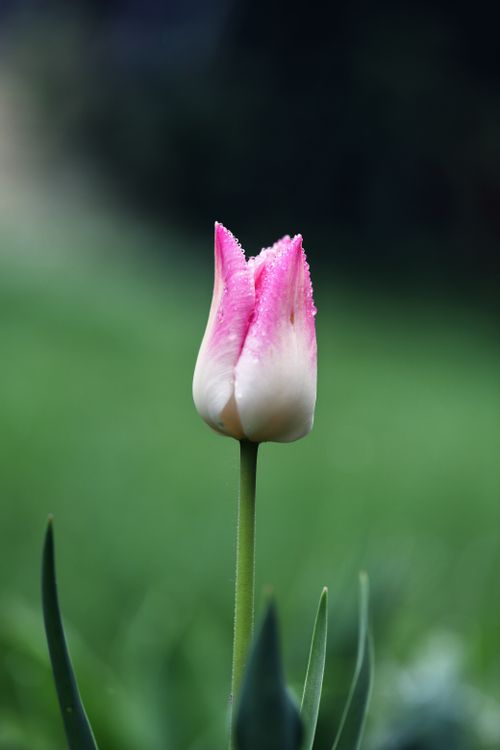Free A beautiful close-up of a pink tulip with dew drops in a garden setting. Stock Photo