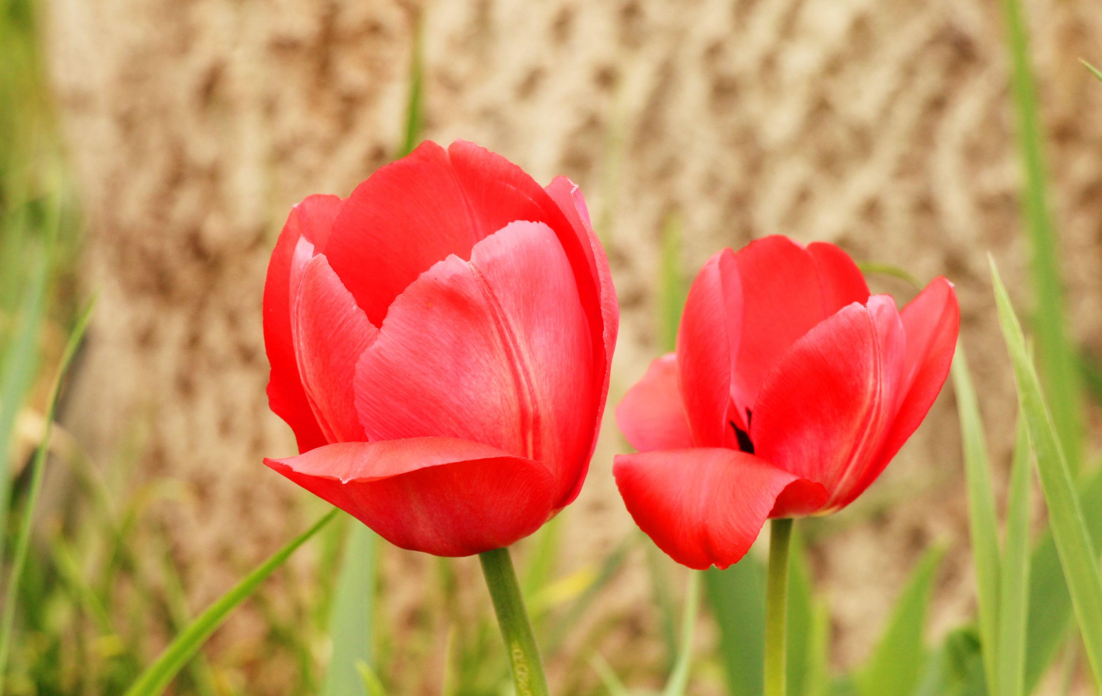 Vibrant Red Tulips Blooming in Spring Garden · Free Stock Photo