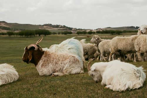 Free A tranquil scene of goats and sheep resting and grazing in a lush green meadow under a cloudy sky. Stock Photo