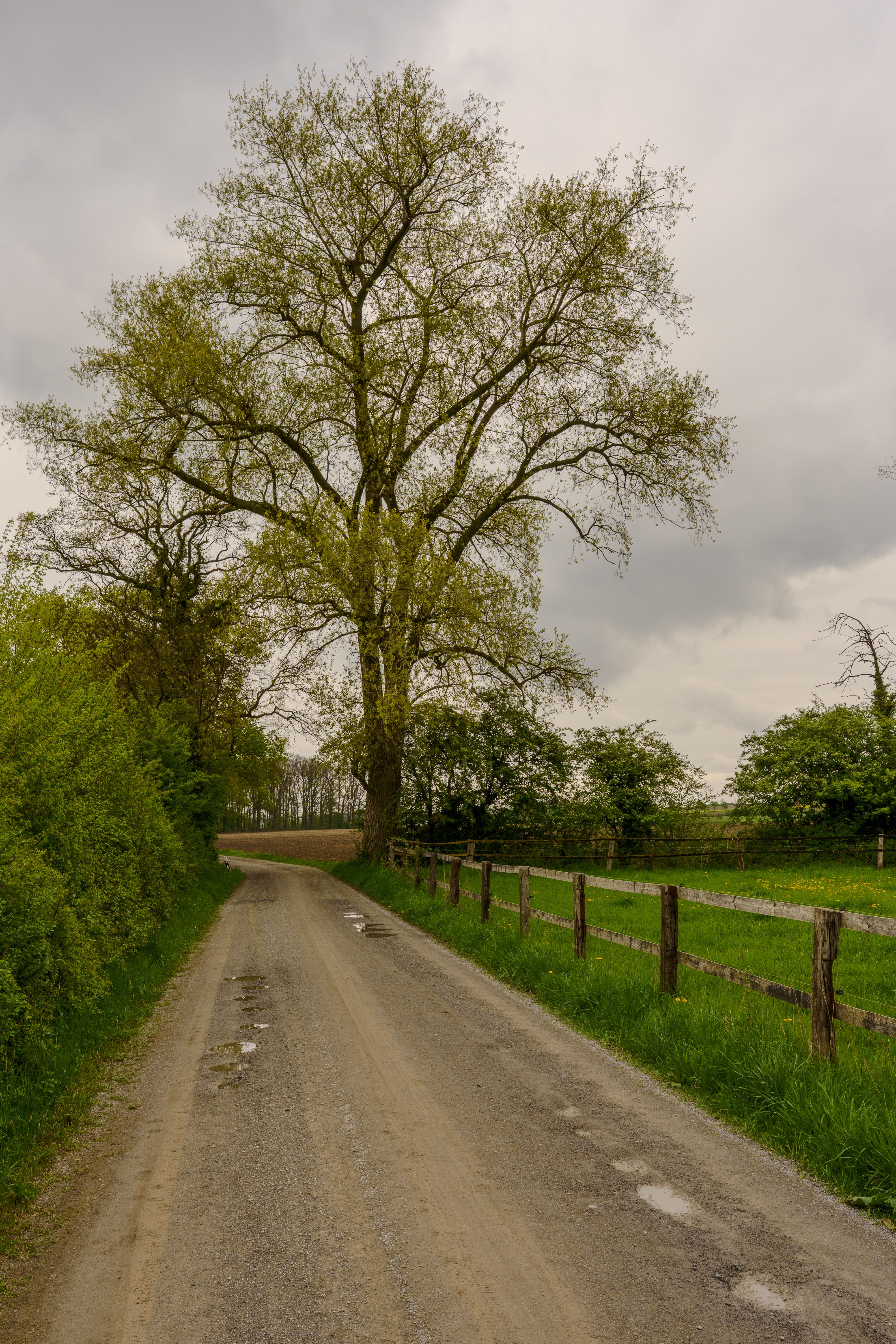 Scenic Country Road with Tall Tree in Spring · Free Stock Photo