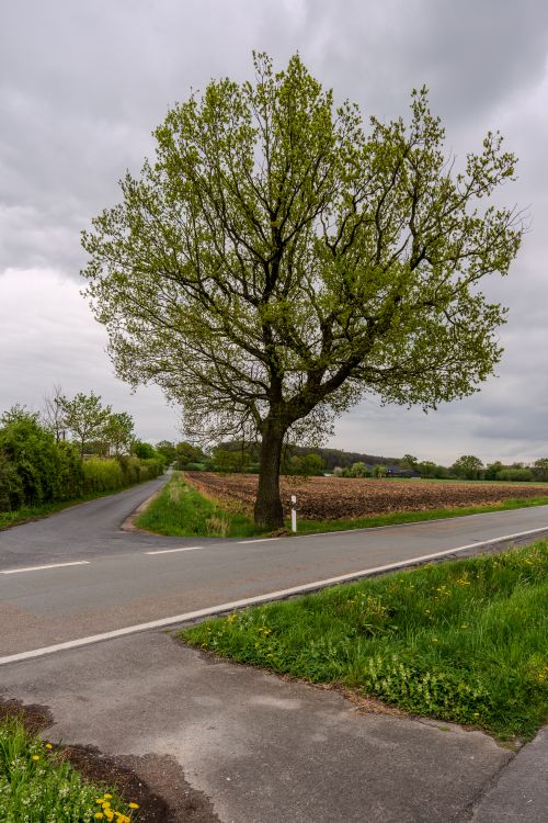 A Rural Tree Lonely Tree at a Rural Crossroad · Free Stock Photo