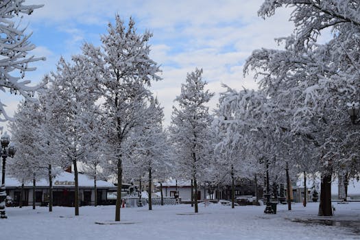 A serene winter park scene with snow-covered trees and clear blue sky, perfect for a winter theme.