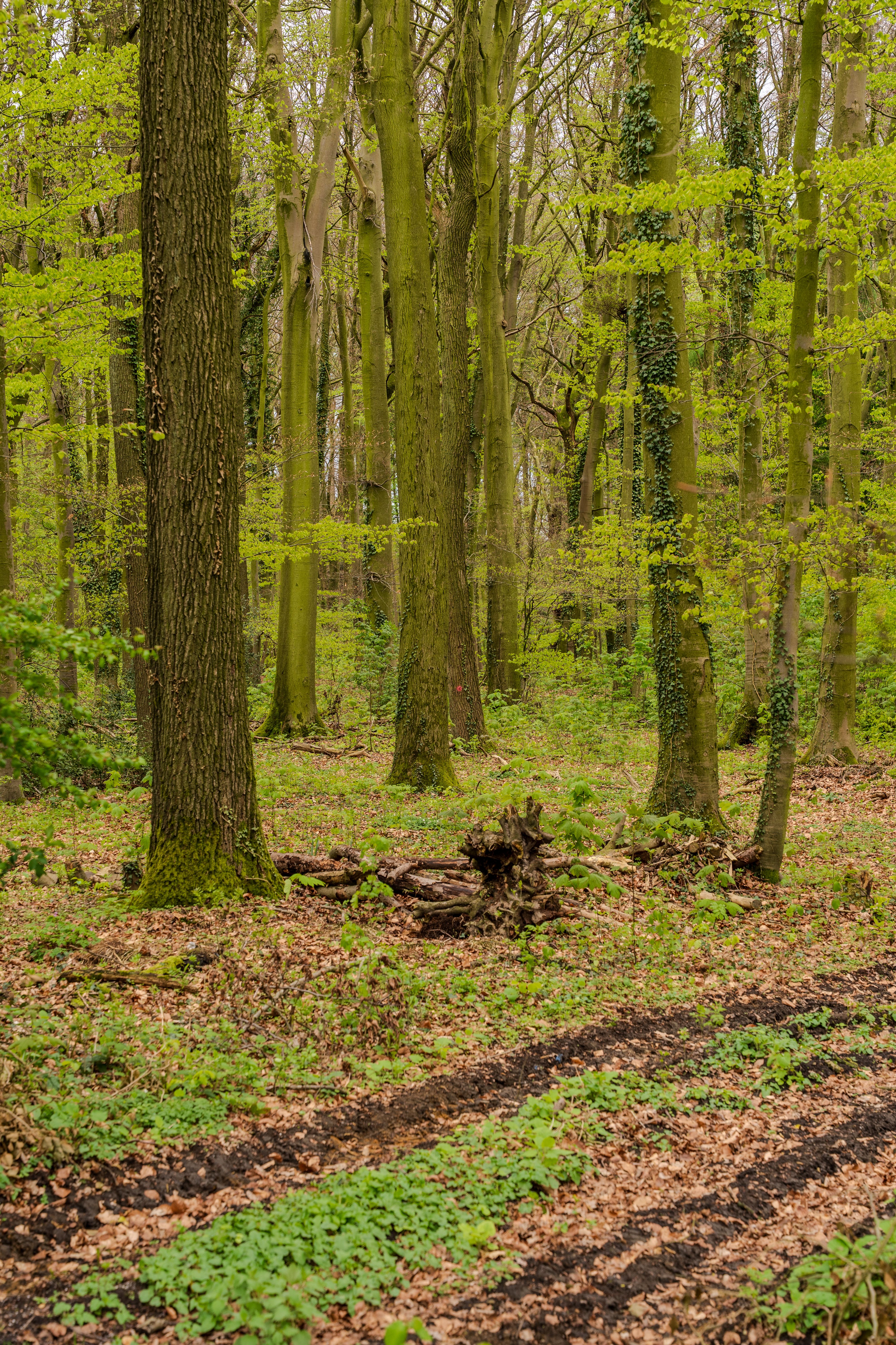 Lush Spring Forest with Green Foliage · Free Stock Photo