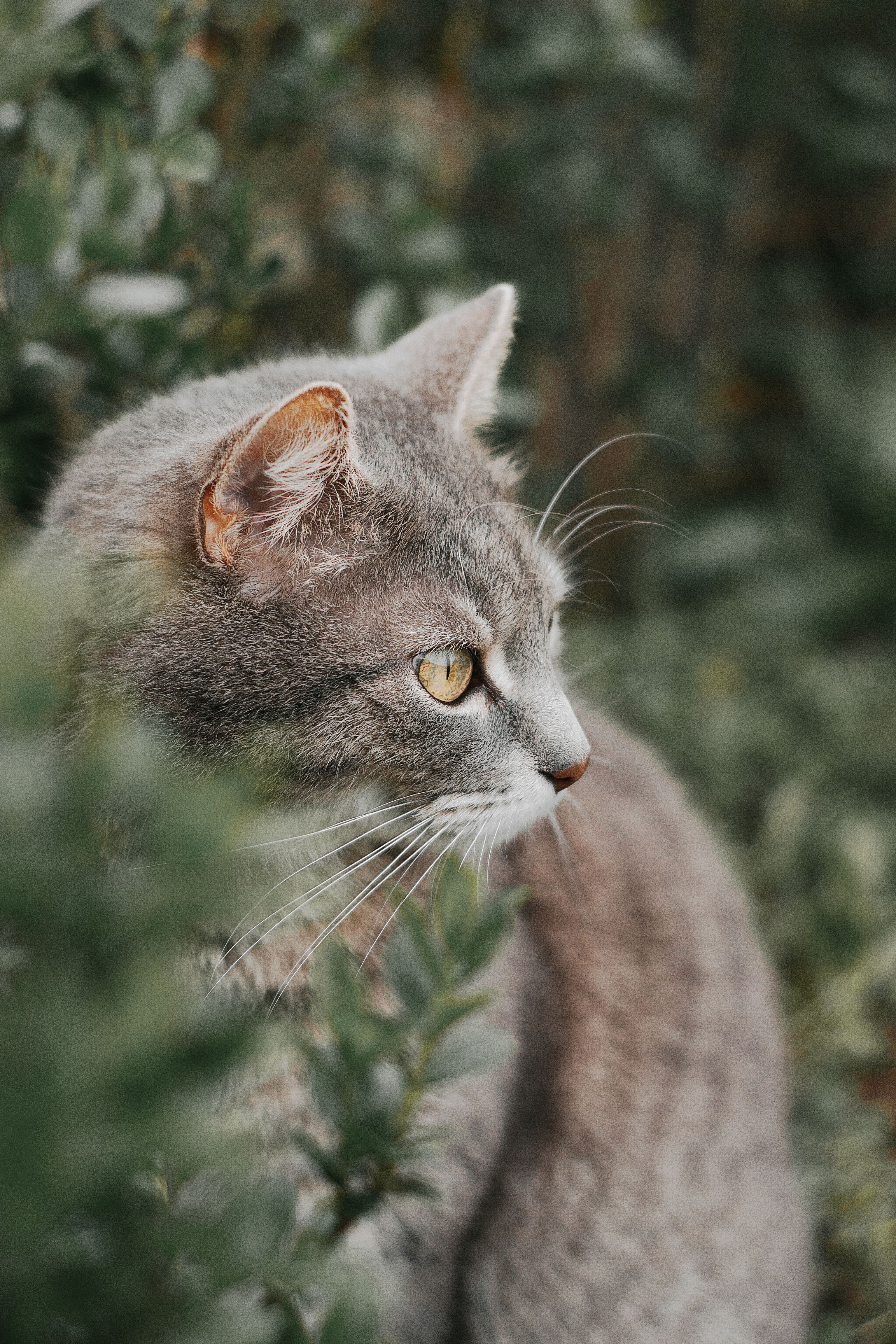 Close-up Profile of Cat in Lush Garden Setting · Free Stock Photo