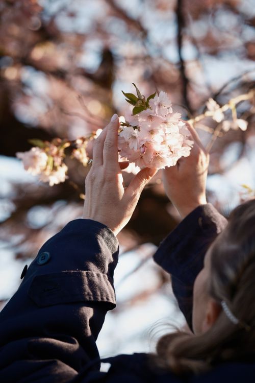 Free A woman in a navy coat delicately reaches for blooming cherry blossoms on a sunny spring day. Stock Photo