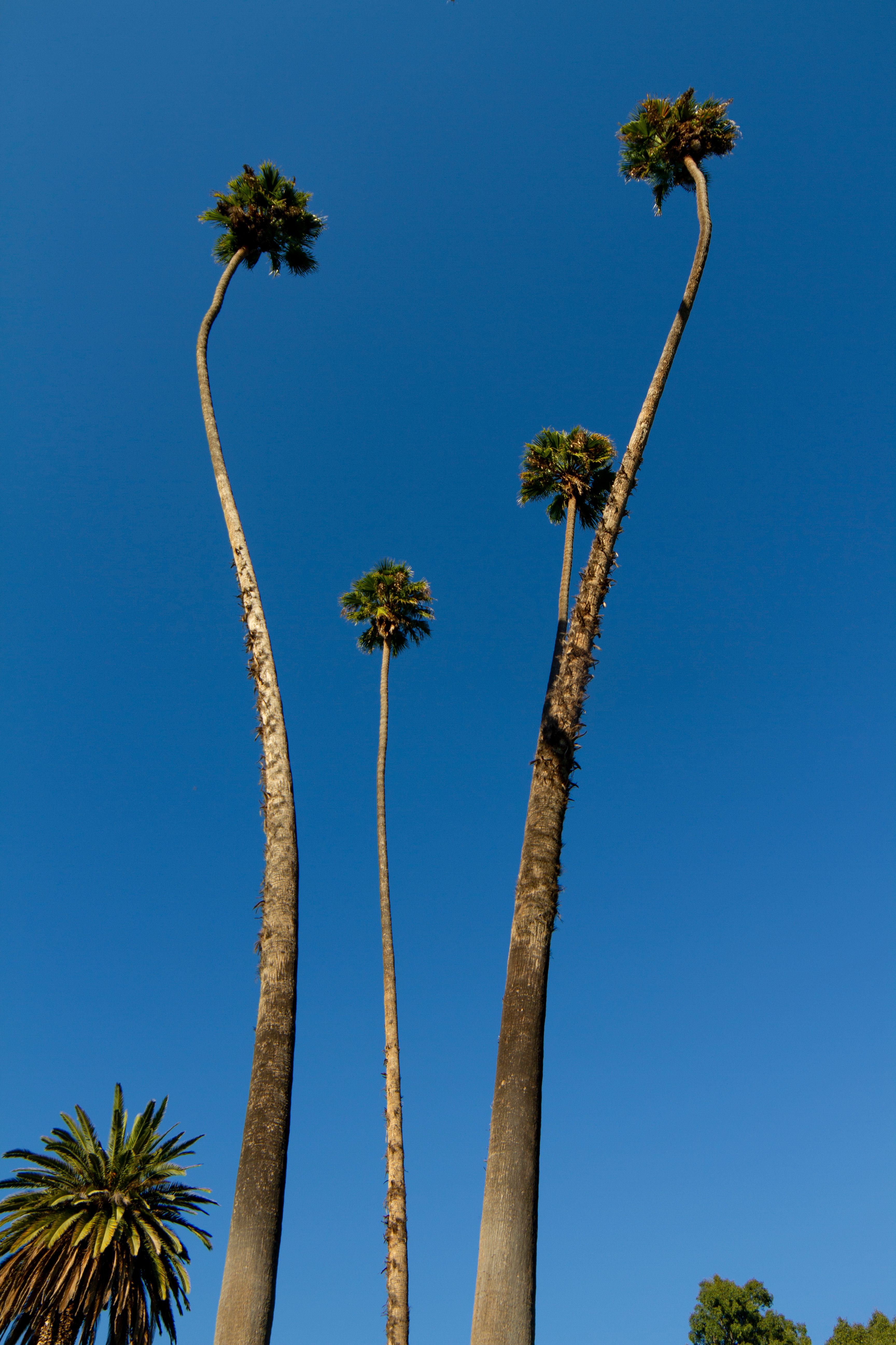 Tall Palm Trees Against Clear Blue Sky in Los Angeles · Free Stock Photo