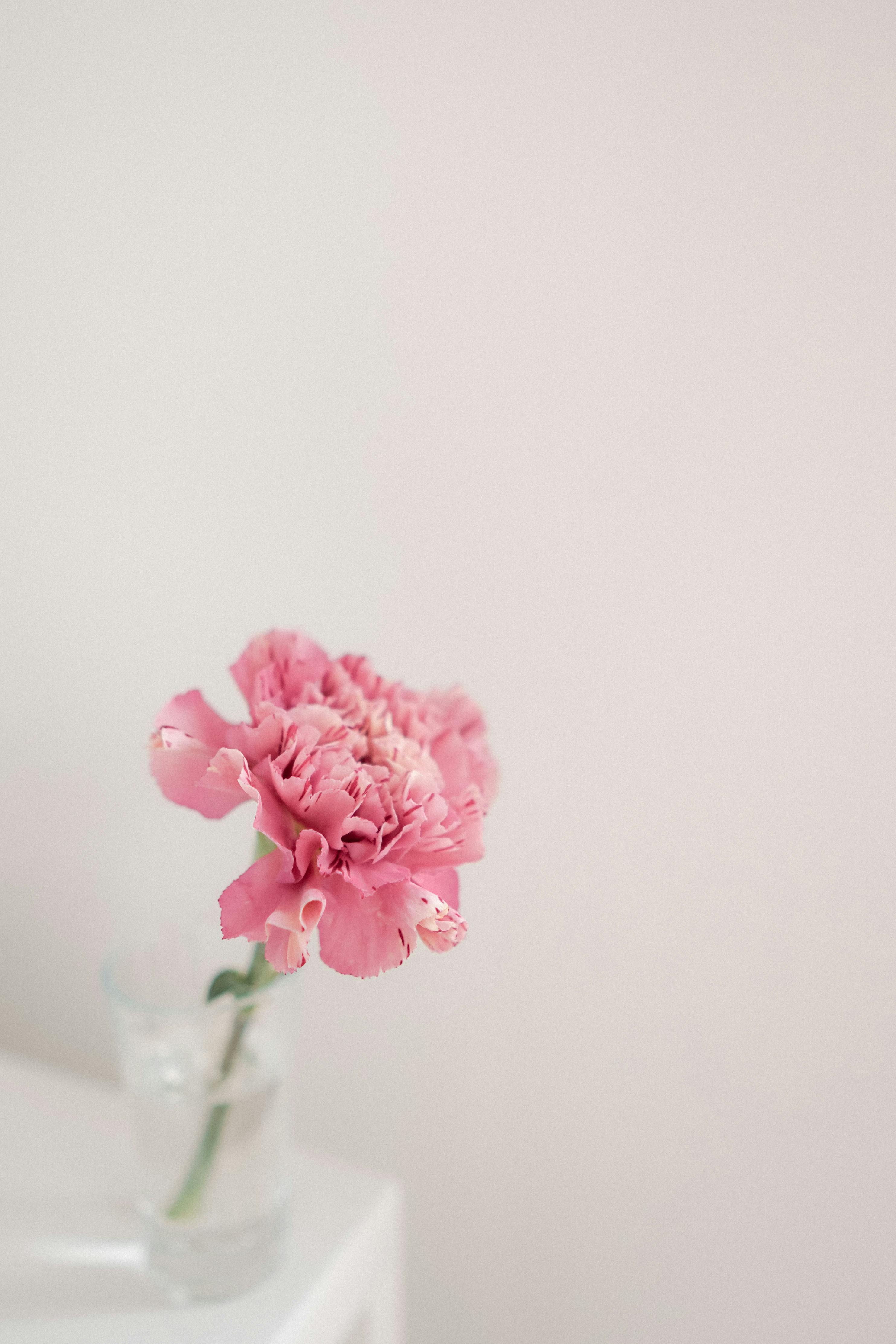 Minimalist image of a pink carnation in a glass vase. Soft and elegant interior decor look.