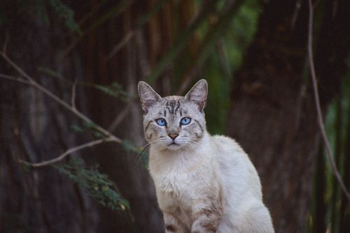 Free A striking blue-eyed cat sits attentively outdoors in a lush woodland environment. Stock Photo