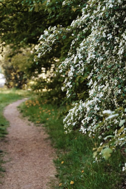 Free Tranquil nature path lined with lush greenery and white flowering bushes under a clear sky. Stock Photo