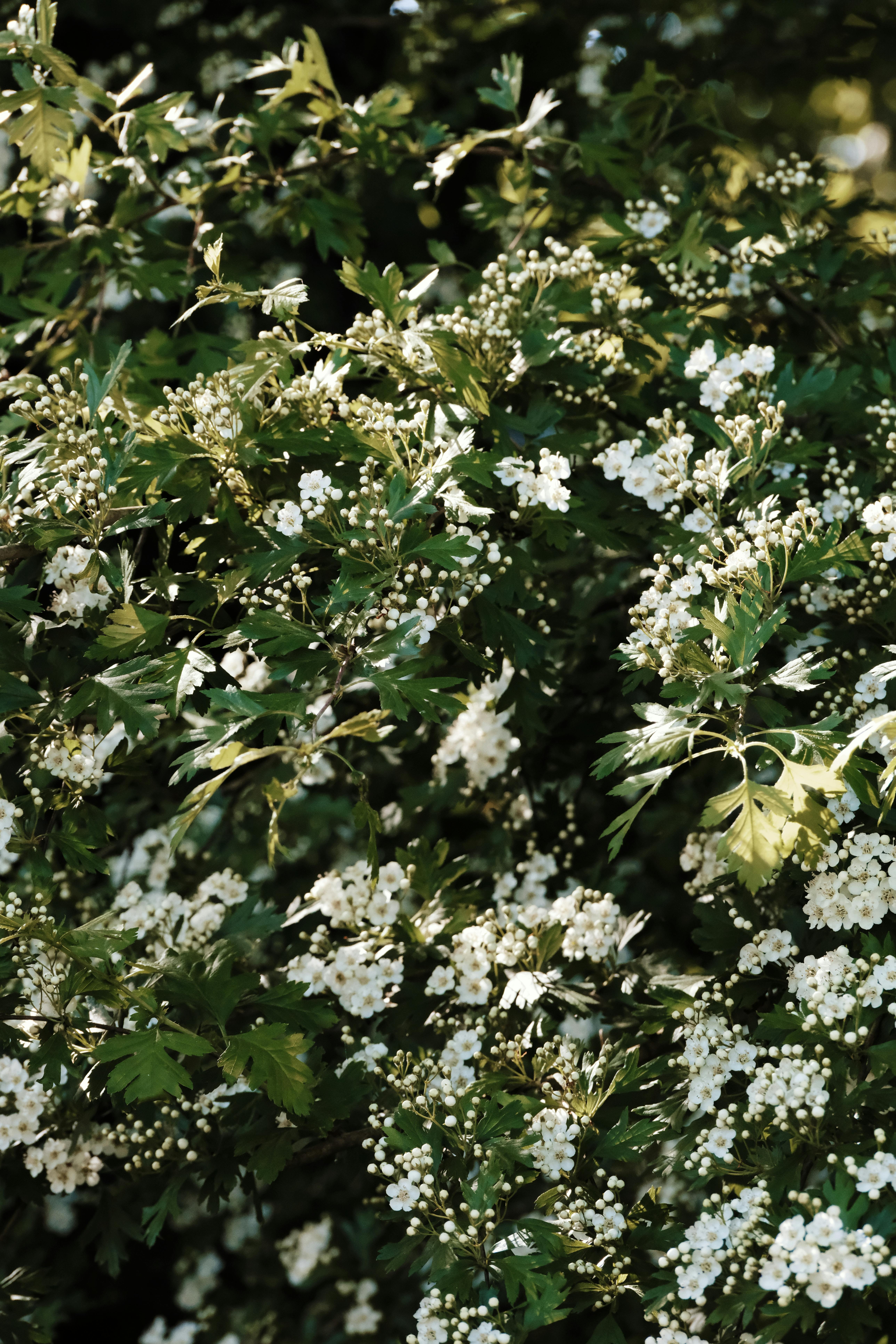 Lush Hawthorn Blossoms on a Sunny Day