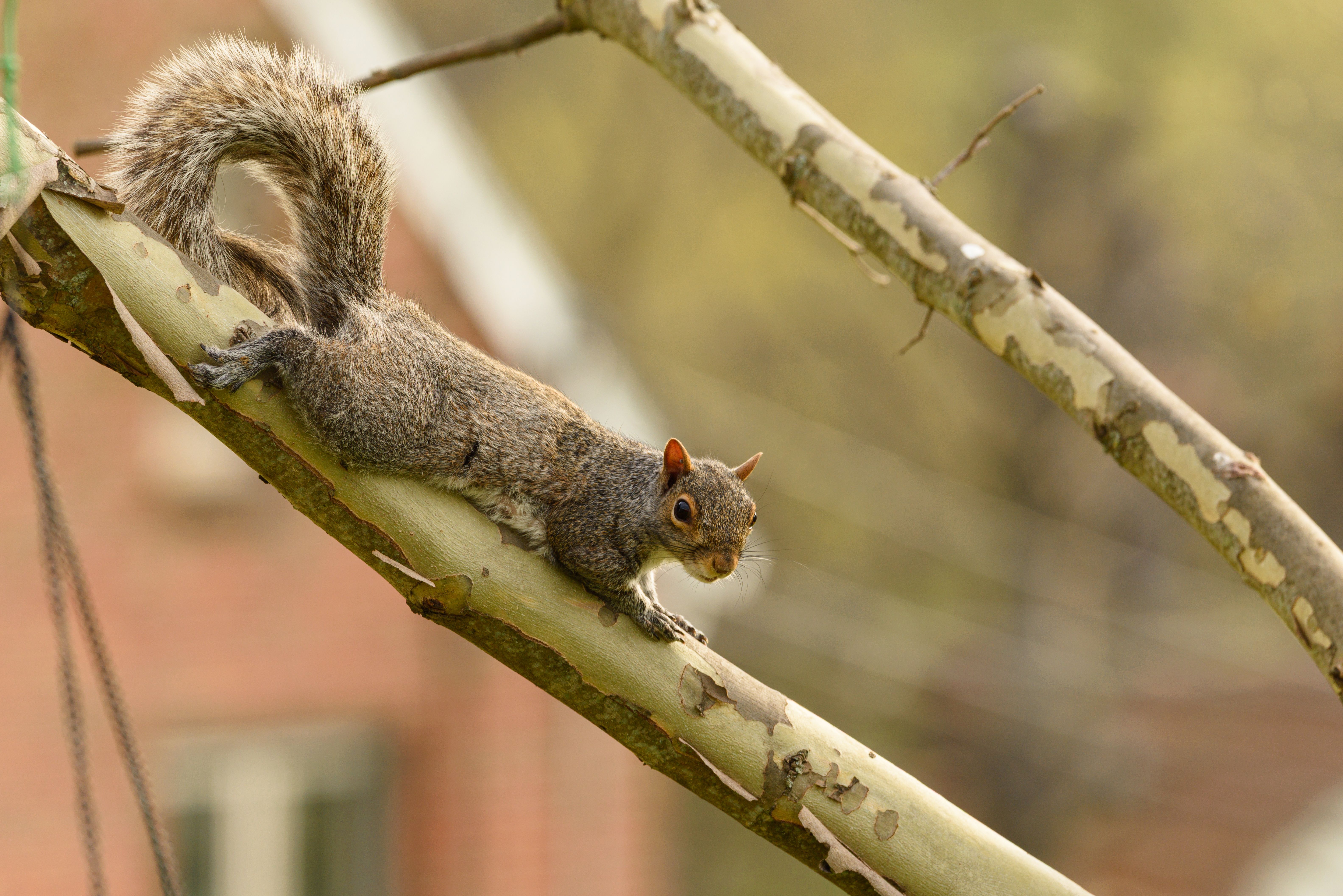 A squirrel gracefully balancing on a tree branch with a blurred brick house background.