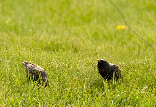 Free A pair of European starlings forage in a grassy field under bright sunlight in Canonsburg, PA. Stock Photo