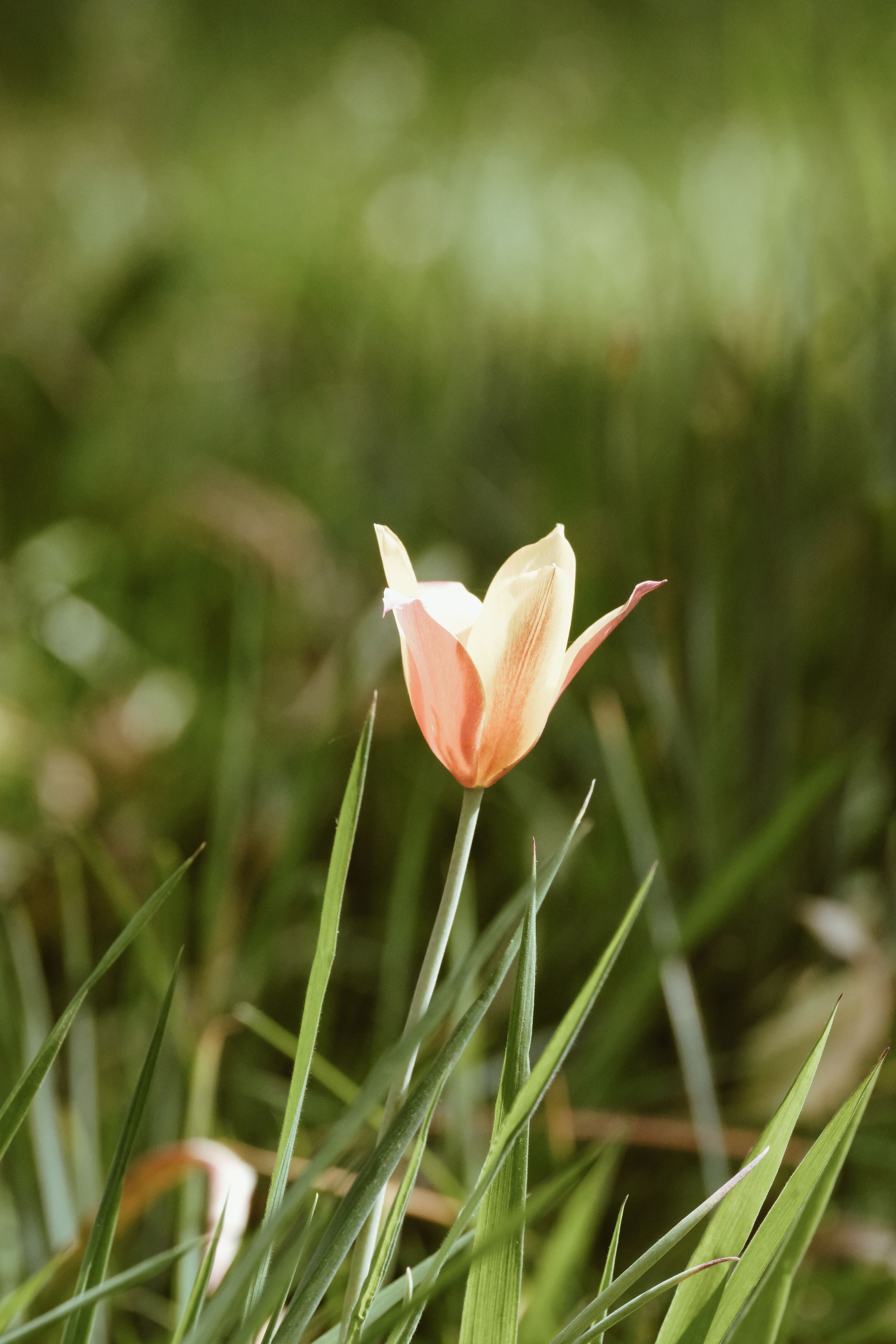 Elegant Single Tulip Bloom in Vibrant Grass · Free Stock Photo